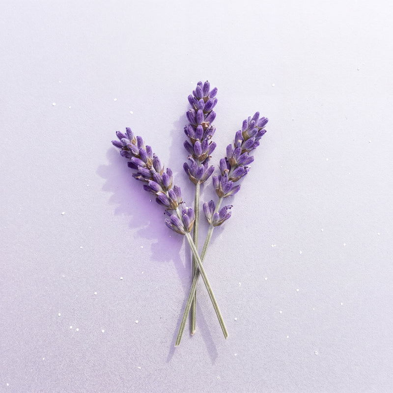 Lavendel